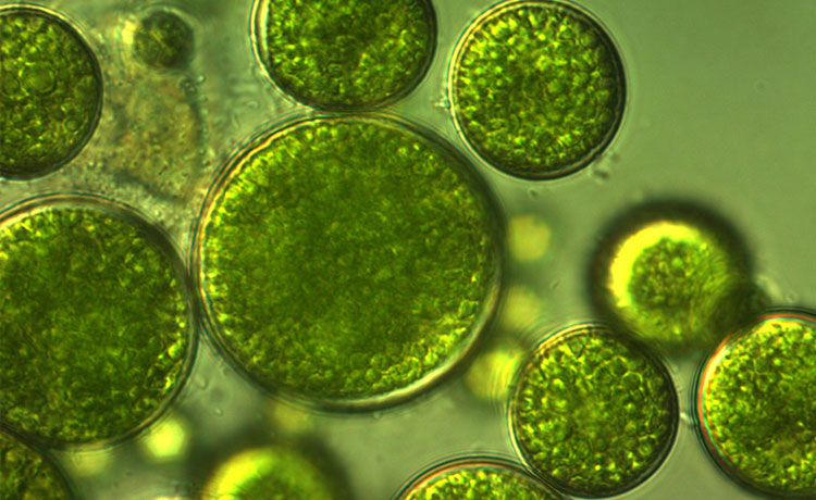 image of algae