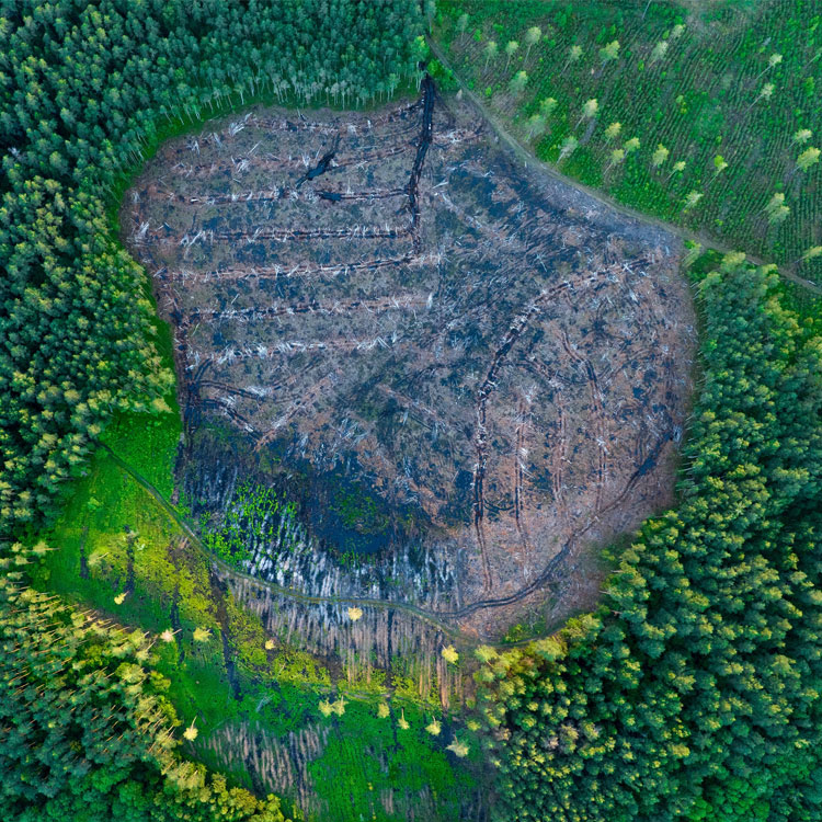 Widespread illegal logging around the world