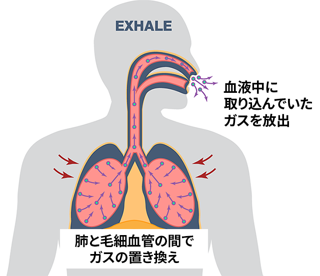 呼気センサーとは？息を吹きかけて呼気中の成分を分析