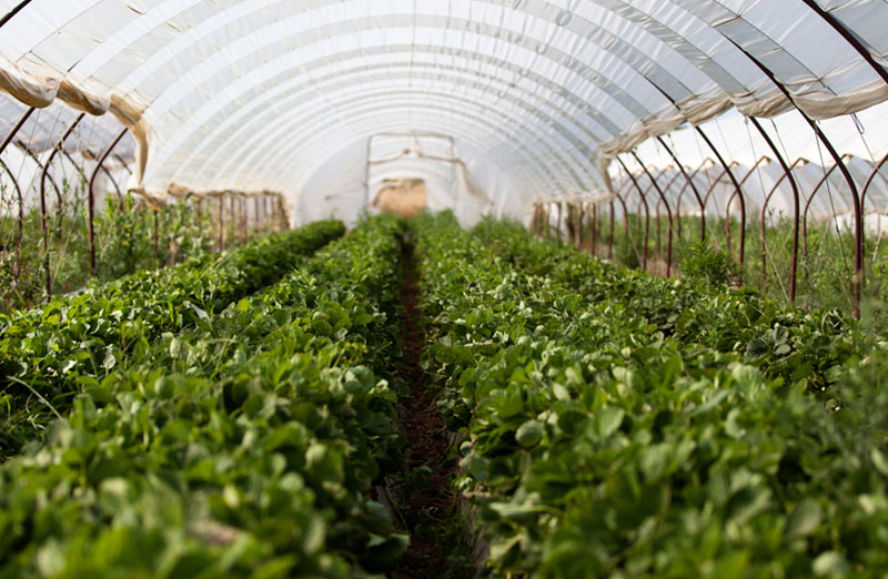 植物のイメージ画像